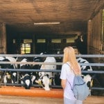 Eine Person schaut betrachtet Kühe im Stall